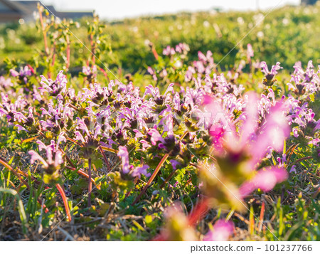 Close up shot of Lamium amplexicaule blossom Close up shot of Lamium amplexicaule blossom 101237766