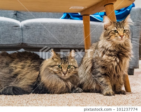 Close up shot of two cute Maine Coon mix Close up shot of two cute Maine Coon mix 101237774