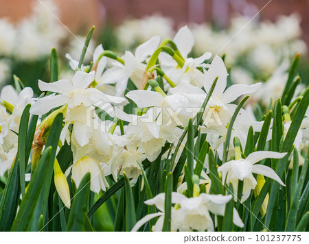 Close up shot of many Paperwhite narcissus blossom Close up shot of many Paperwhite narcissus blossom 101237775