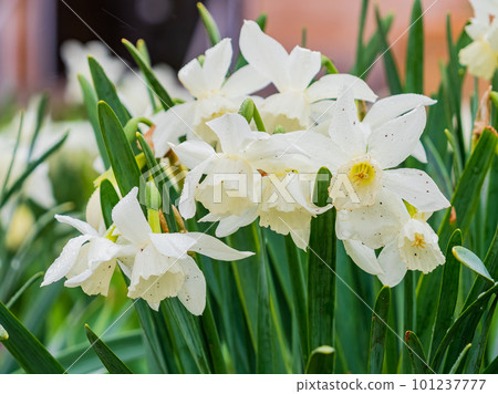 Close up shot of many Paperwhite narcissus blossom Close up shot of many Paperwhite narcissus blossom 101237777
