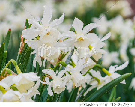 Close up shot of many Paperwhite narcissus blossom Close up shot of many Paperwhite narcissus blossom 101237779
