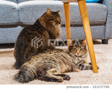 Close up shot of two cute Maine Coon mix Close up shot of two cute Maine Coon mix 101237780
