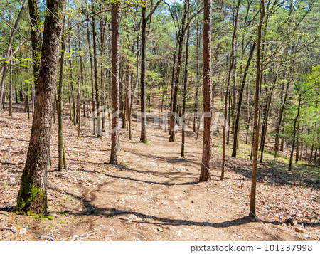 Sunny view of the landscape of Friends Trail Loop Trail in Beavers Bend State Park Sunny view of the landscape of Friends Trail Loop Trail in Beavers Bend State Park 101237998