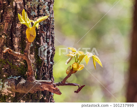 Close up shot of leaves in Beavers Bend State Park 101237999