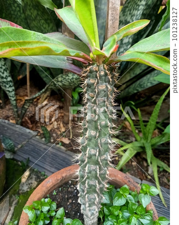 Close up of christ thorn plant  101238127