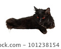 Black cat with blood red eyes. Lying black cat on a white background. Isolated image on a white background. 101238154