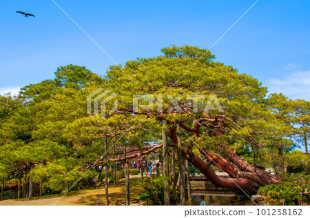 金澤市 日本三大名園 兼六園 松樹 101238162
