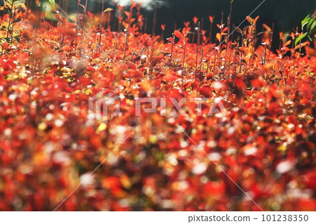 秋葉變紅了 秋葉變紅了 101238350