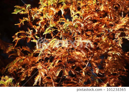 Autumn leaves of Metasequoia that change color Autumn leaves of Metasequoia that change color 101238365