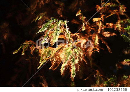 Autumn leaves of Metasequoia that change color 101238366