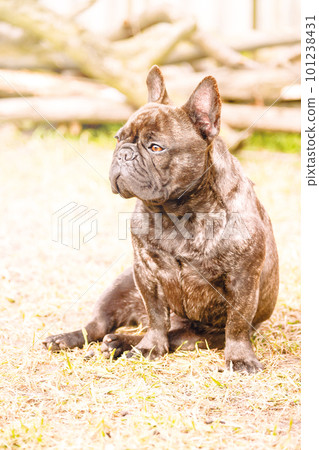 French bulldog sitting on the grass on a sunny day. A black and brindle dog, a pet, an animal. 101238431