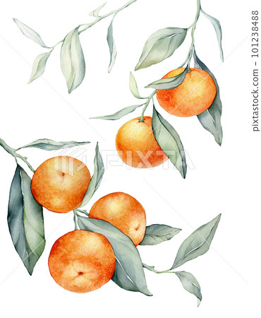 Set of mandarin branches with green leaves. Isolated. Watercolor clipart illustrations, collection of citrus fruits, orange, botanical painting 101238488
