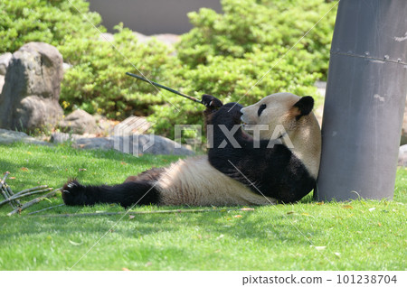 Eimei eating bamboo deliciously Eimei eating bamboo deliciously 101238704