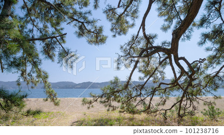 Amanohashidate Hagoromo no Matsu Amanohashidate Hagoromo no Matsu 101238716