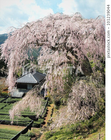 Weeping cherry blossoms in Tochizawa, Shizuoka Prefecture, March Weeping cherry blossoms in Tochizawa, Shizuoka Prefecture, March 101239044