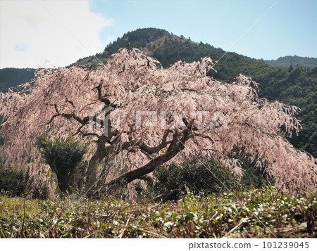 Weeping cherry blossoms in Tochizawa, Shizuoka Prefecture, March Weeping cherry blossoms in Tochizawa, Shizuoka Prefecture, March 101239045