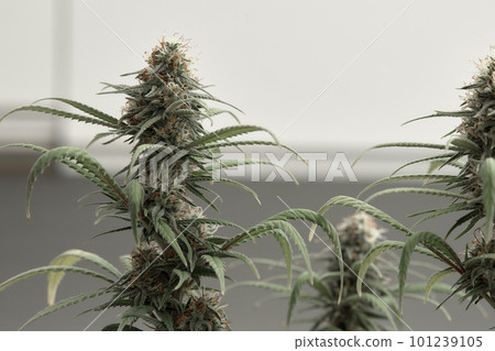 Cannabis bush close up. Tetrahydrocannabinol macro. Medical marijuana footage for design and decoration. Biological pattern. Cannabis bush close up. Tetrahydrocannabinol macro. Medical marijuana footage for design and decoration. Biological pattern. 101239105