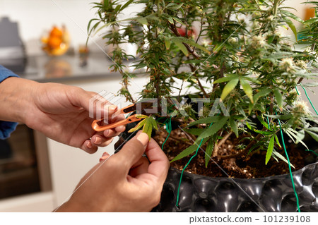 Brunette woman caring for cannabis bush at home, pruning leaves closeup Brunette woman caring for cannabis bush at home, pruning leaves closeup 101239108