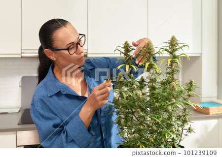 Brunette woman caring for cannabis bush at home, pruning leaves closeup Brunette woman caring for cannabis bush at home, pruning leaves closeup 101239109