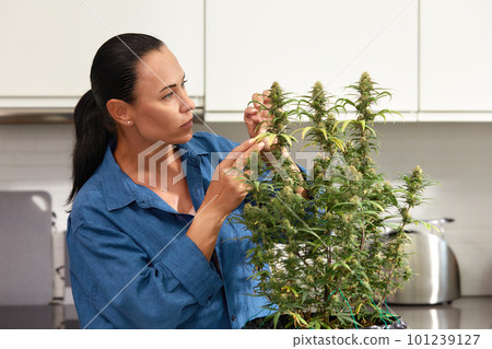 Brunette woman caring for cannabis bush at home, pruning leaves closeup Brunette woman caring for cannabis bush at home, pruning leaves closeup 101239127