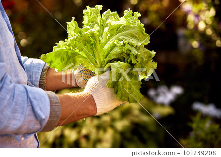The farmer is holding a bunch of green fresh lettuce in the sun, fresh lettuce from his vegetable garden, growing lettuce vegetables and fruits in his garden. 101239208