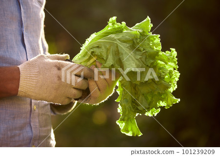The farmer is holding a bunch of green fresh lettuce in the sun, fresh lettuce from his vegetable garden, growing lettuce vegetables and fruits in his garden. The farmer is holding a bunch of green fresh lettuce in the sun, fresh lettuce from his vegetable garden, growing lettuce vegetables and fruits in his garden. 101239209