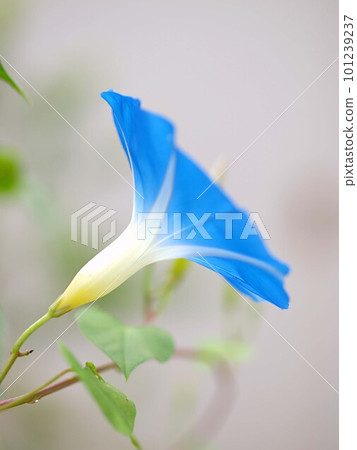 Blue morning glory flower up 101239237