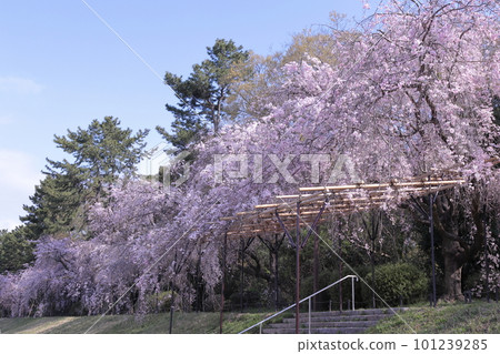 Weeping cherry blossoms on Hanki no Michi, Kyoto Weeping cherry blossoms on Hanki no Michi, Kyoto 101239285