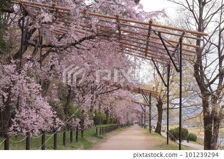 Kyoto Hanki no Michi Cherry Blossom Tunnel Kyoto Hanki no Michi Cherry Blossom Tunnel 101239294