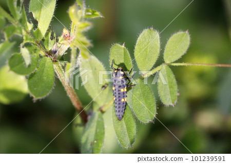 Larvae of Ladybird Tentou Larvae of Ladybird Tentou 101239591