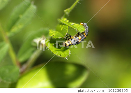 Larvae of Ladybird Tentou 101239595