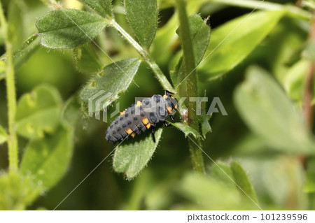 Larvae of Ladybird Tentou Larvae of Ladybird Tentou 101239596