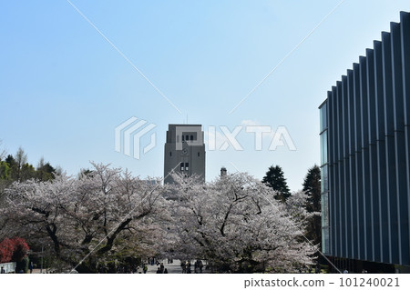 Cherry blossoms in full bloom and Tokyo Institute of Technology Cherry blossoms in full bloom and Tokyo Institute of Technology 101240021