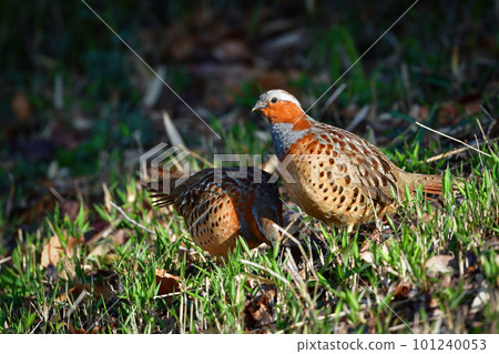 A cute pheasant that can be seen in familiar parks and thickets A cute pheasant that can be seen in familiar parks and thickets 101240053