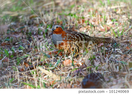 A cute pheasant that can be seen in familiar parks and thickets 101240069