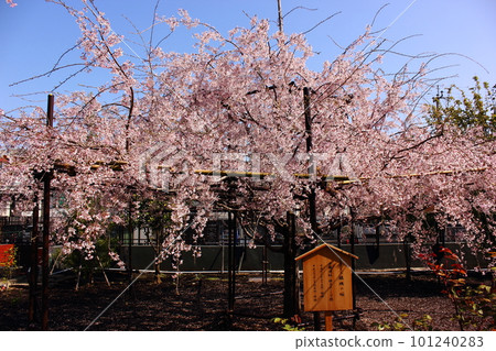 福藏院種植的“三春瀧櫻”的後代在湛藍的天空下盛開(一) 福藏院種植的“三春瀧櫻”的後代在湛藍的天空下盛開(一) 101240283