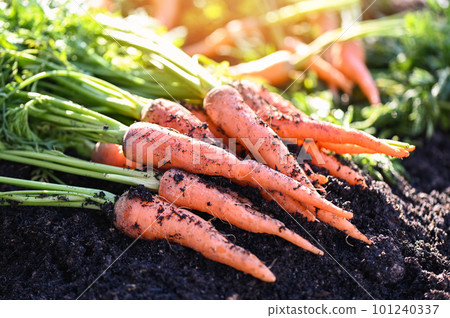 carrot on ground , fresh carrots growing in carrot field vegetable grows in the garden in the soil organic farm harvest agricultural product nature carrot on ground , fresh carrots growing in carrot field vegetable grows in the garden in the soil organic farm harvest agricultural product nature 101240337