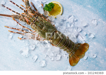 spiny lobster seafood on ice, fresh lobster or rock lobster with herb and spices lemon parsley on dark background, raw spiny lobster for cooking food or seafood market 101240369