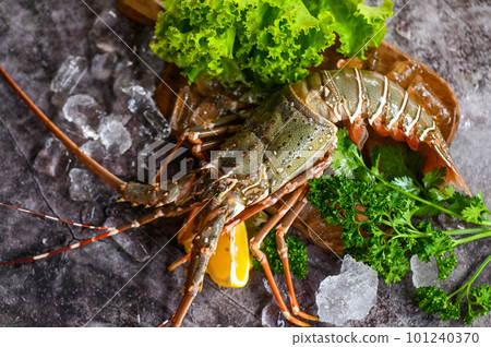 spiny lobster seafood on ice, fresh lobster or rock lobster with herb and spices lemon parsley on dark background, raw spiny lobster for cooking food or seafood market 101240370