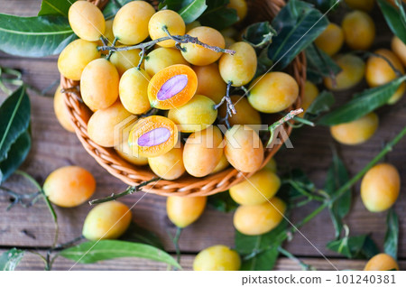 Marian plum fruit and leaves in basket on wooden background, tropical fruit Name in Thailand Sweet Yellow Marian Plum Maprang Plango or Mayong chid Marian plum fruit and leaves in basket on wooden background, tropical fruit Name in Thailand Sweet Yellow Marian Plum Maprang Plango or Mayong chid 101240381