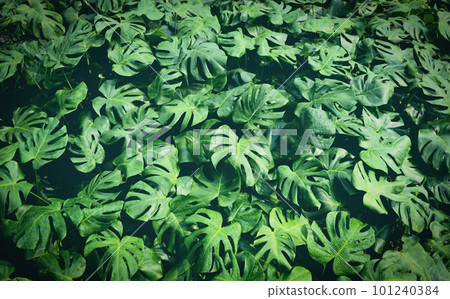 Monstera delicosa leaves textured background , leaves of leaves of Monstera abstract green texture, nature background, tropical leaf abstract green texture, nature background, tropical leaf Monstera delicosa leaves textured background , leaves of leaves of Monstera abstract green texture, nature background, tropical leaf abstract green texture, nature background, tropical leaf 101240384
