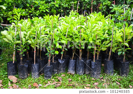 pomelo plant tree , Young plant of pomelo in soil seedling bag for planting pomelo plant tree , Young plant of pomelo in soil seedling bag for planting 101240385
