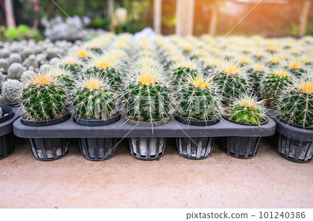Cactus garden , Cactus pot decorate in the garden, beautiful cactus farm in greenhouse 101240386