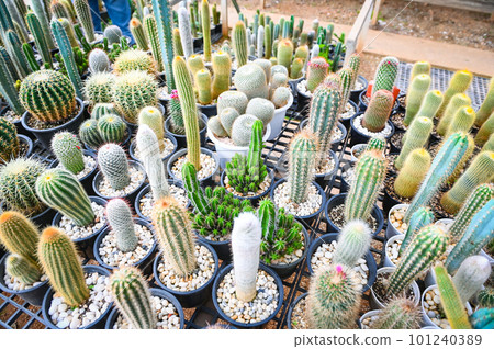 Cactus garden , Cactus pot decorate in the garden, beautiful cactus farm in greenhouse Cactus garden , Cactus pot decorate in the garden, beautiful cactus farm in greenhouse 101240389