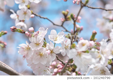 Cherry blossoms in full bloom, Someiyoshino, Senbonzakura that shines in the blue sky Cherry blossoms in full bloom, Someiyoshino, Senbonzakura that shines in the blue sky 101240790
