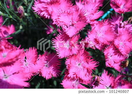 Beautiful dianthus flowers in full bloom 101240807