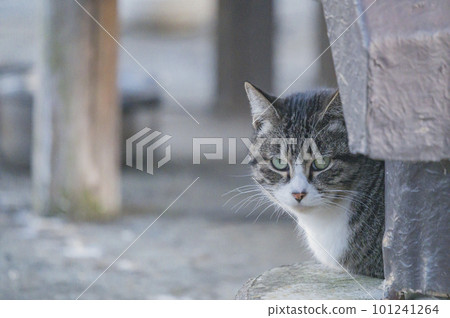 Park's cat 101241264