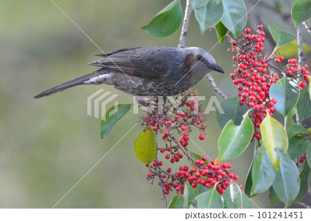 Familiar wild bird Brown-eared Bulbul that came to the red fruit of the hollyhock Familiar wild bird Brown-eared Bulbul that came to the red fruit of the hollyhock 101241451