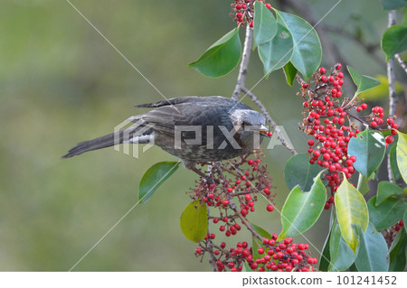 Familiar wild bird Brown-eared Bulbul that came to the red fruit of the hollyhock Familiar wild bird Brown-eared Bulbul that came to the red fruit of the hollyhock 101241452
