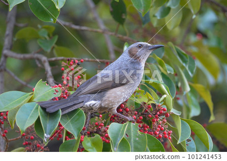 來到蜀葵紅色果實的熟悉的野鳥棕耳鵯 101241453